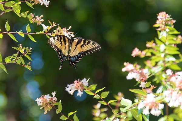 Tennessee Eastern Tiger Swallowtail gathers nectar on glossy abelia flowers